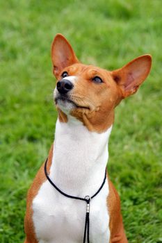 Portrait of Basenji dog in a garden