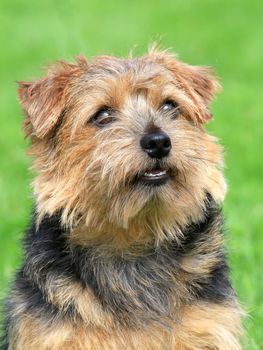 Norfolk terrier in a spring garden