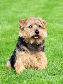 Norfolk terrier in a spring garden