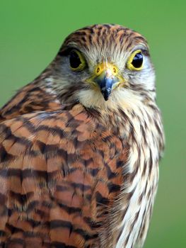 Portrait of Northern Goshawk on a green background