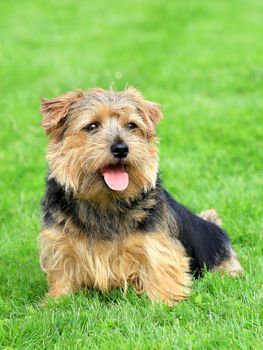 Norfolk terrier in a spring garden