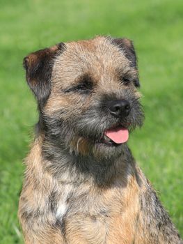 The typical Border Terrier in a garden