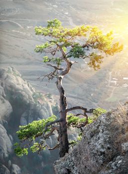 Lonely pine on a rock in the sunlight