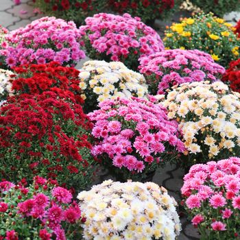 pink and violet aster flowers, colorful background