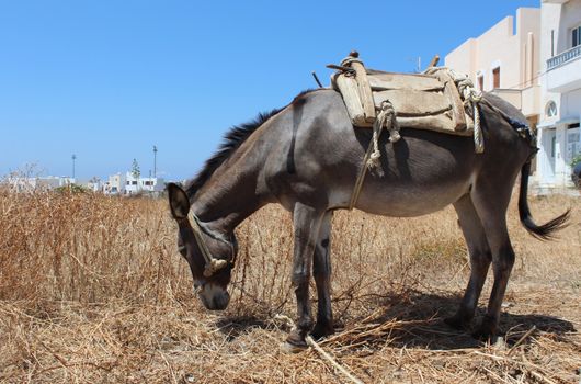 abeautiful grey donkey in a field.