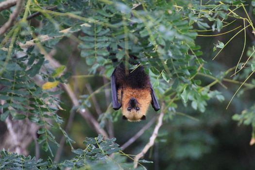 A fruit bat hanging in a tree