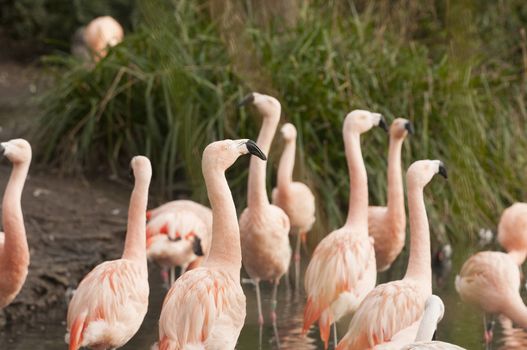 The Chilean Flamingo (Phoenicopterus chilensis) is a large species of flamingo at 110–130 cm (43–51 in) closely related to Caribbean Flamingo and Greater Flamingo, with which it was sometimes considered conspecific.
