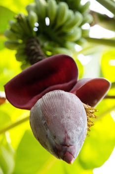 close up of banana blossom