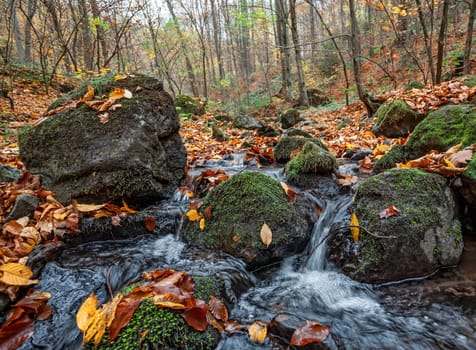 Beautiful day in the misty autumn forest with creek