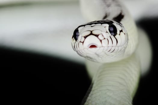 portrait of a beautiful white desert snake