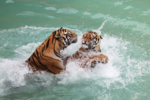 picture of two tigers fighting in the water