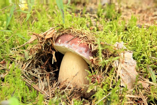 Cep on the background of moss in the forest (Boletus edulis)