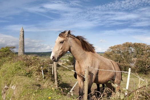 two Irish horses and ancient round tower in the beautiful Ardmore countryside of county Waterford Ireland