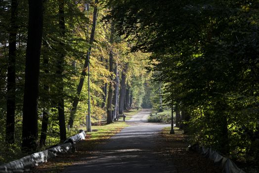 autum forest in bad bentheim germany