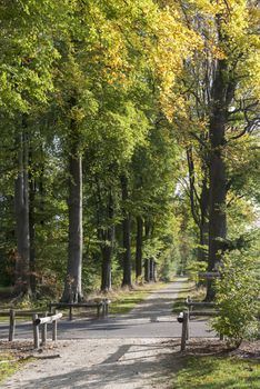 autum forest in bad bentheim germany