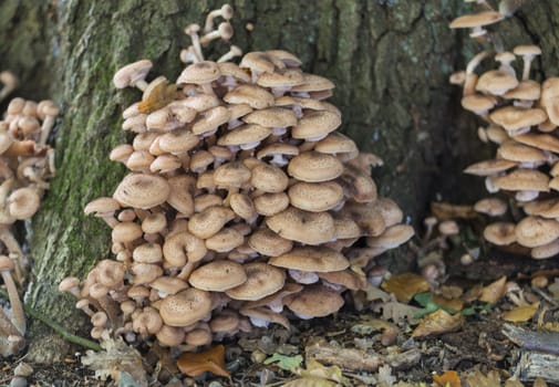 group of the family shimeji fungus in nature
