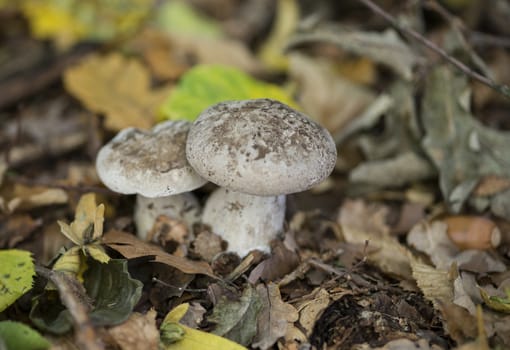 forest mushroom in autumn forest with leaves around