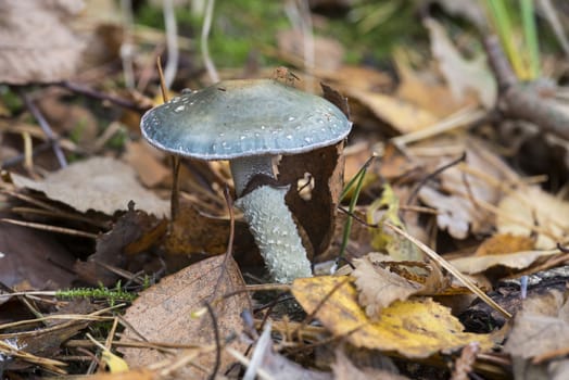 Psilocybe aeruginosa fungus in nature in holland