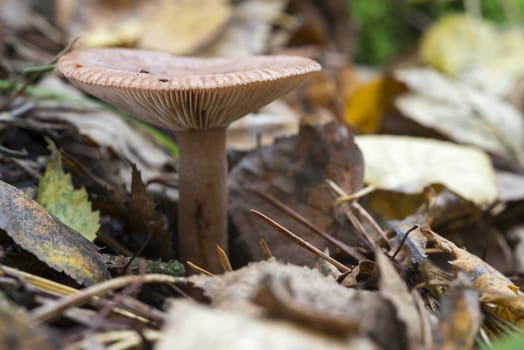 single fungus in autumn forest with leaves 