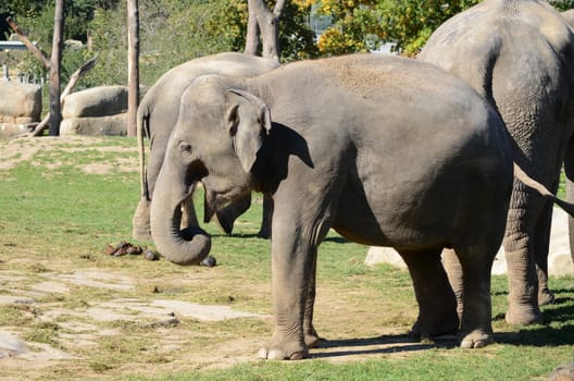 elephants