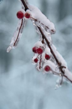 Ice on frozen red   berry