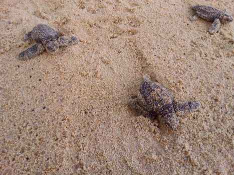 Loggerhead sea turtle emergence: the turtles emerge in a group and proceed to crawl down the beach to the water 