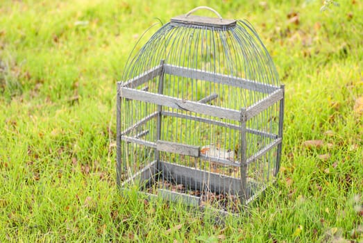 Old cage for birds on a green  grass