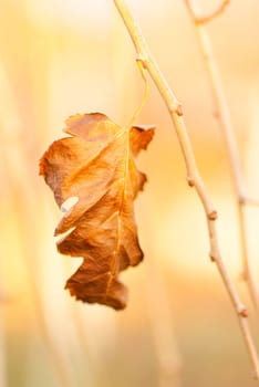 Bright colored leaves on the branches in the autumn