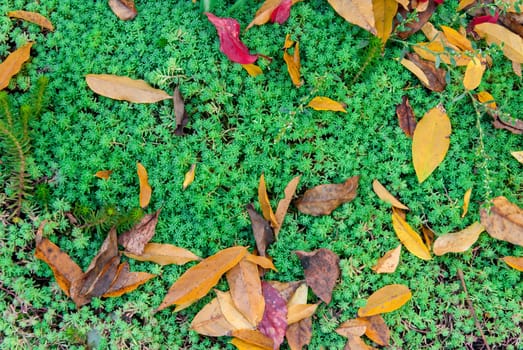 yellow  autumn leaves on the background on green grass