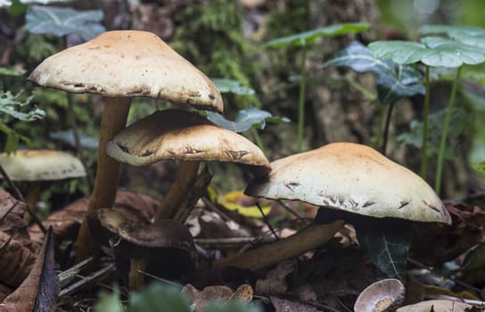  fungus in autumn forest with leaves 