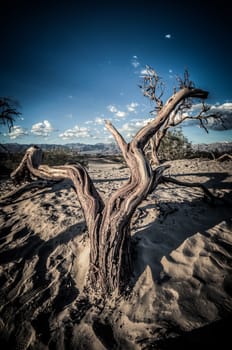 Death Valley dunes california at sunset and a wood piece in HDR