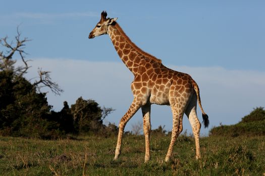 Tall giraffe walking through the African bush