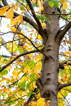 Beautiful golden and green chestnut leaves on a tree in autumn