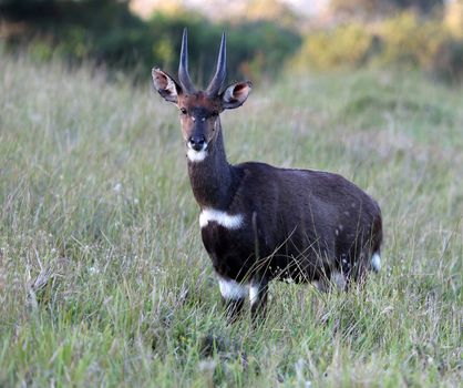 Shy Bushbuck antelope standing in the long African grass