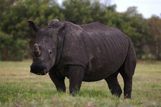 Huge White Rhino standing in the African grasslands