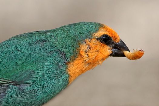 Beautiful parrot-finch with a mealworm in it's beak