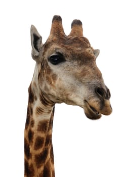 Portrait of a Giraffe isolated on white background