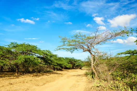 Dirt road running through an arid region in La Guajira, Colombia