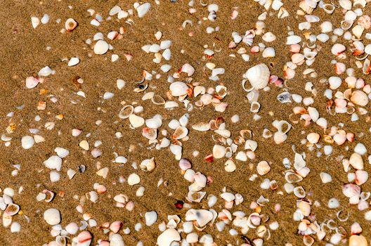 Seashells scattered on a Caribbean beach