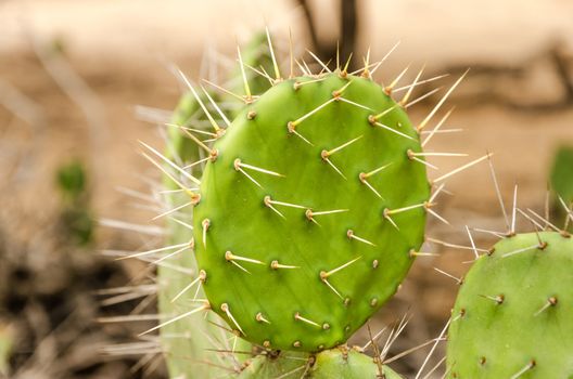 Closeup view of a cactus in La Guajira, Colombia