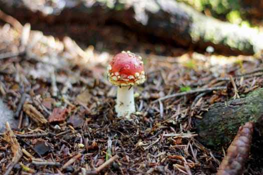Red Poisoned Mushroom Growing In The Summer Forest