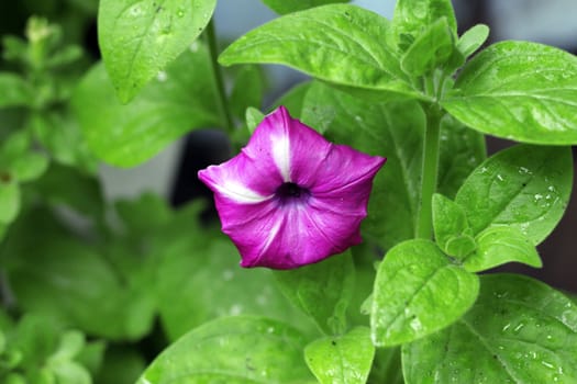 Violet petunia blooming under drops and green leaves