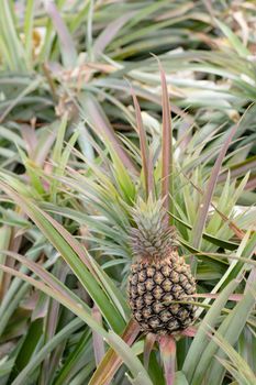 Pineapple farm in daytime with nobody in Taitung, Taiwan, Asia.