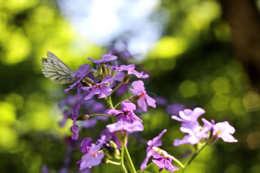 Butterfly on the blue flower on the summer meadow