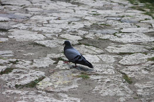 Grey pigeon walking on the stone road