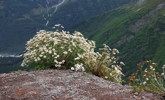 Caucasus mountain landscape and bush of camomiles