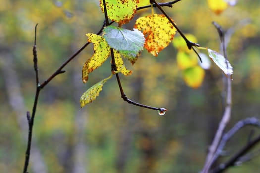 Wet leaves on the branch of the tree after rain