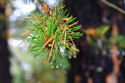 Water drops on fir tree after rain