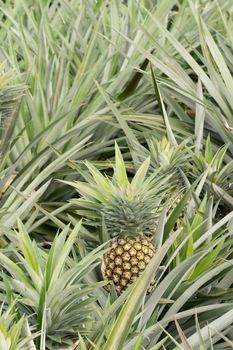 Pineapple farm in daytime with nobody in Taitung, Taiwan, Asia.