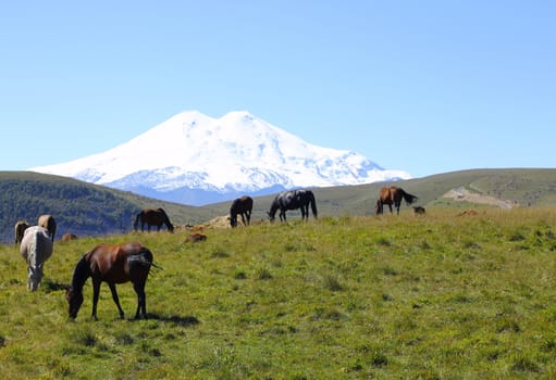 Horses on the summer autumn caucasus meadow